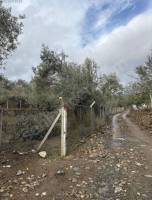 Güre Köye Yakın Yola Cepheli Suyu Olan Satılık Zeytinlik